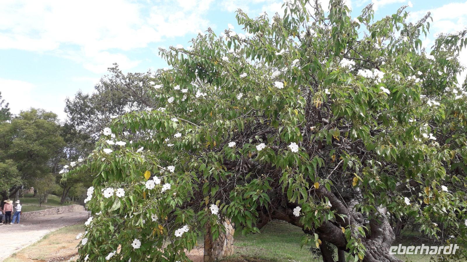 Monte Alban verdankt diesem Baum seinen Namen &ndash; &copy; Julia Kies (Eberhardt TRAVEL)
