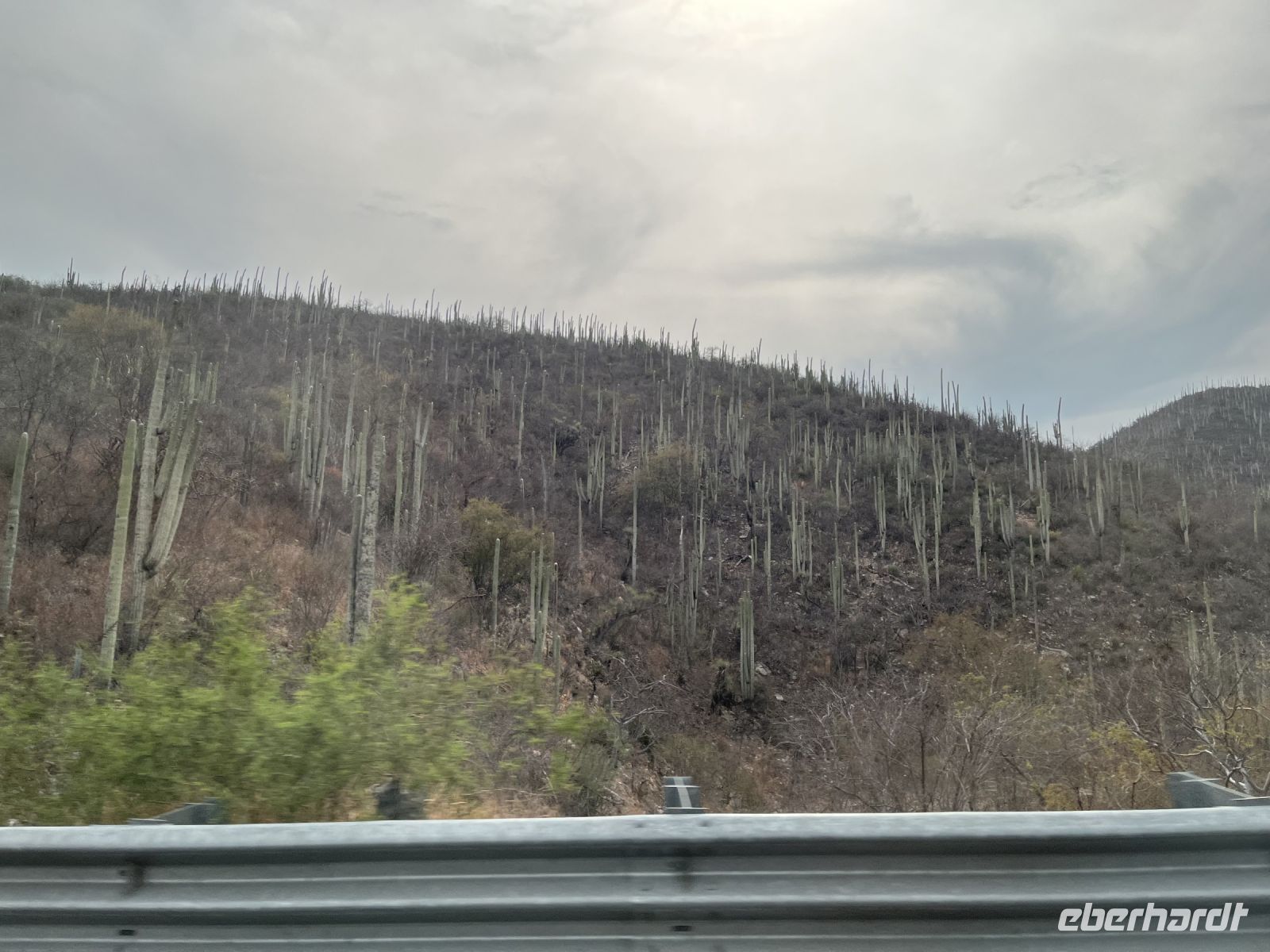 Stabkakteen, Sierra Madre del Sur &ndash; &copy; Valentin Meyer-Plath (Eberhardt TRAVEL)