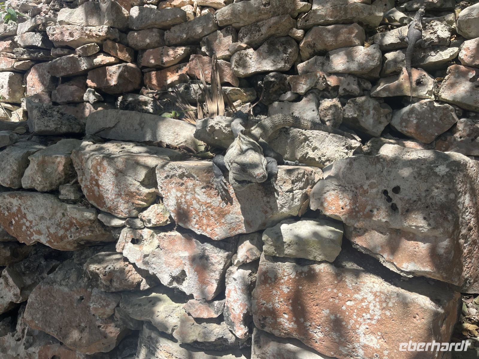 Leguane in Tulum &ndash; &copy; Valentin Meyer-Plath (Eberhardt TRAVEL)
