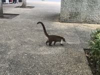 Nasenbär im 