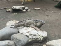 Leguan im 