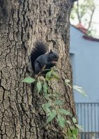 Eichhörnchen in San Ángel &ndash; &copy; Natalie Hady (Eberhardt TRAVEL)