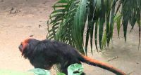 Monkey Sanctuary Akumal &ndash; &copy; Natalie Hady (Eberhardt TRAVEL)