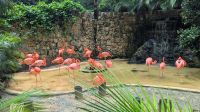 Monkey Sanctuary Akumal Flamingos &ndash; &copy; Natalie Hady (Eberhardt TRAVEL)