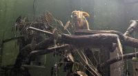 Monkey Sanctuary Akumal &ndash; &copy; Natalie Hady (Eberhardt TRAVEL)