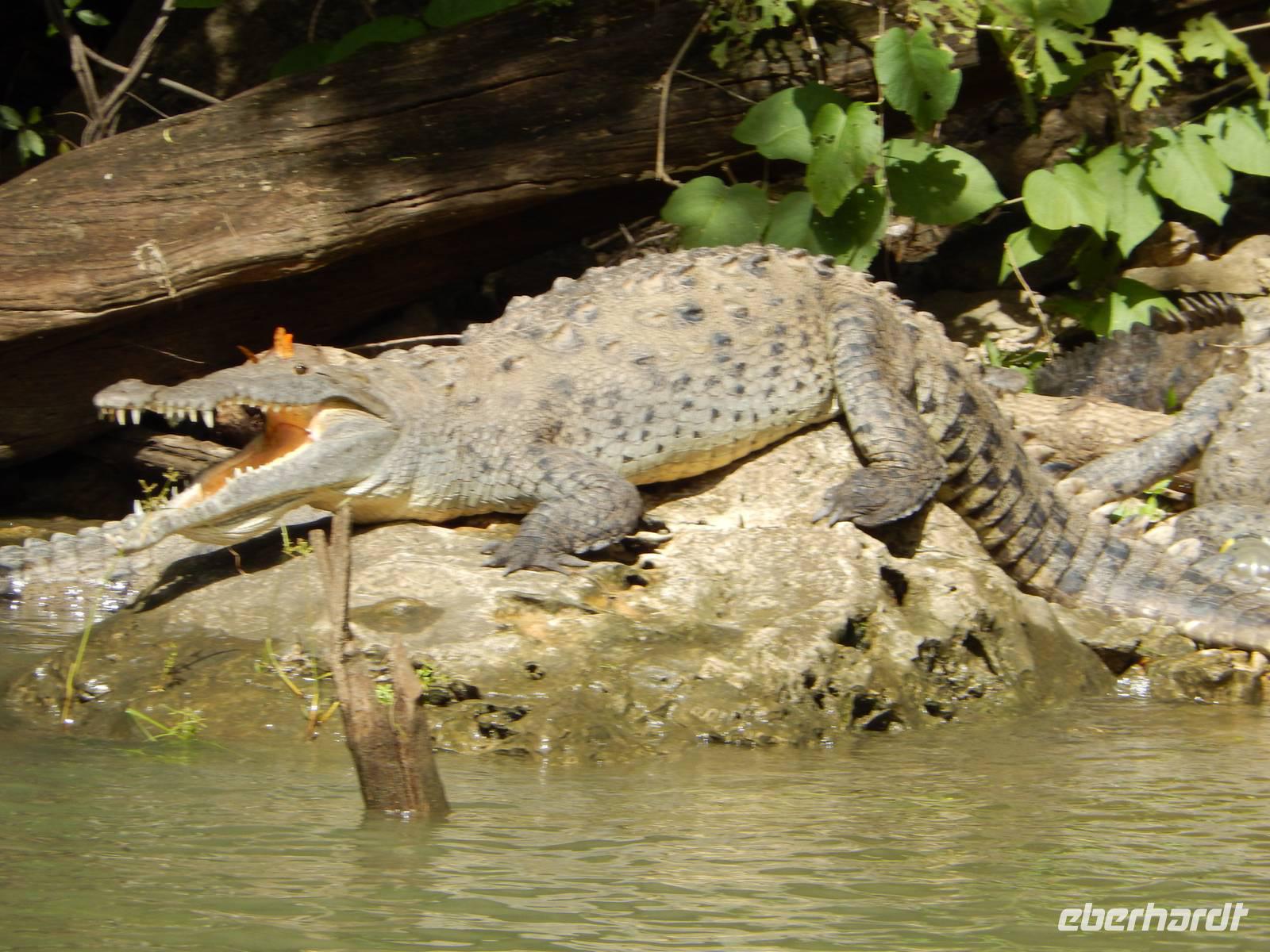 Echte Krokkodile &ndash; &copy; René Wächtler (Eberhardt TRAVEL)