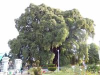 El Arbol de Tule &ndash; &copy; René Wächtler (Eberhardt TRAVEL)