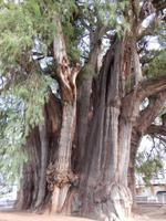 El Arbol de Tule &ndash; &copy; René Wächtler (Eberhardt TRAVEL)