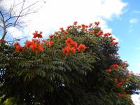 Tulpenbaum &ndash; &copy; René Wächtler (Eberhardt TRAVEL)