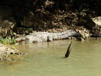 El cocodrilo &ndash; &copy; René Wächtler (Eberhardt TRAVEL)