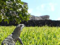 Herrscher von Tulum &ndash; &copy; René Wächtler (Eberhardt TRAVEL)