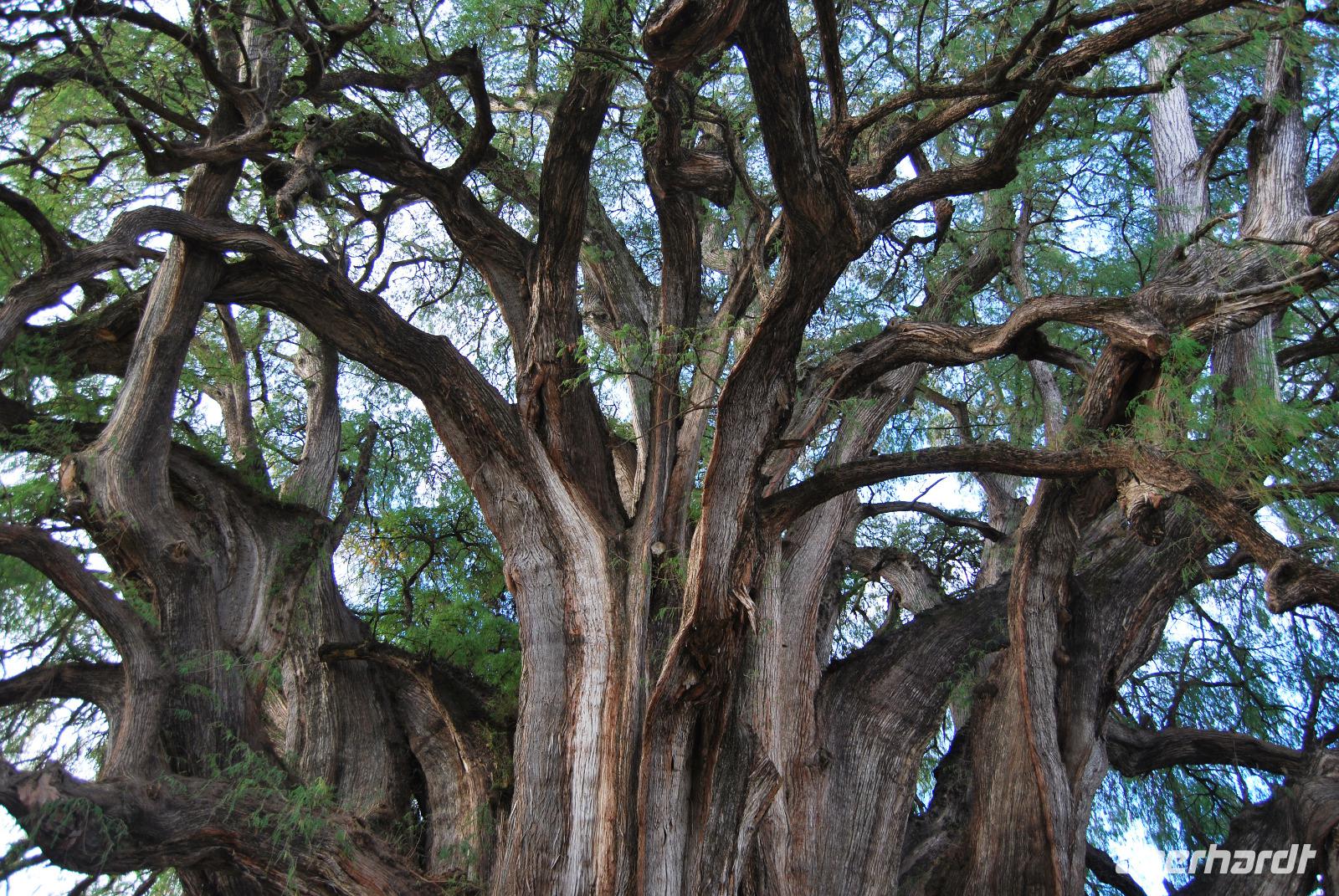 El Tule - Der Baum &ndash; &copy; Eric Richter (Eberhardt TRAVEL)
