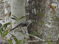 Vogel - Mexiko &ndash; &copy; Sabine Letzybyll (Eberhardt TRAVEL)