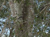 Vogel - Mexiko &ndash; &copy; Sabine Letzybyll (Eberhardt TRAVEL)