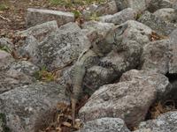 Leguan - Mexiko &ndash; &copy; Sabine Letzybyll (Eberhardt TRAVEL)