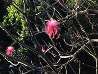 Blüte &ndash; &copy; Sabine Letzybyll (Eberhardt TRAVEL)