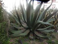 Agave &ndash; &copy; Mandy Lehmann (Eberhardt TRAVEL)
