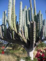 Typisch mexikanisch &ndash; &copy; Mandy Lehmann (Eberhardt TRAVEL)