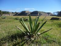 Monte Alban &ndash; &copy; Mandy Lehmann (Eberhardt TRAVEL)