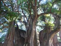 Baumriese Maria del Tule &ndash; &copy; Mandy Lehmann (Eberhardt TRAVEL)