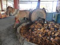 Mezcal Herstellung &ndash; &copy; Mandy Lehmann (Eberhardt TRAVEL)