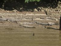 Krokodile &ndash; &copy; Mandy Lehmann (Eberhardt TRAVEL)