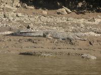 Krokodile &ndash; &copy; Mandy Lehmann (Eberhardt TRAVEL)