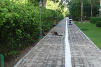 Nasenbär &ndash; &copy; Mandy Lehmann (Eberhardt TRAVEL)