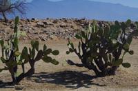 Monte Alban &ndash; &copy; Juliane Schwarze (Eberhardt TRAVEL)