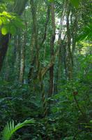 Palenque &ndash; &copy; Juliane Schwarze (Eberhardt TRAVEL)