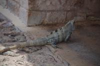 Uxmal &ndash; &copy; Juliane Schwarze (Eberhardt TRAVEL)