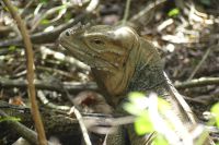 Leguan &ndash; &copy; Frank Nimschowski (Eberhardt TRAVEL)