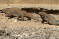 Leguane &ndash; &copy; Frank Nimschowski (Eberhardt TRAVEL)