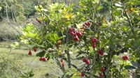 Ackee &ndash; &copy; Frank Nimschowski (Eberhardt TRAVEL)
