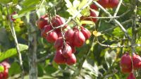 Ackee &ndash; &copy; Frank Nimschowski (Eberhardt TRAVEL)