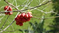 Ackee &ndash; &copy; Frank Nimschowski (Eberhardt TRAVEL)