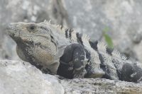 Mayastätte Tulum, Leguan &ndash; &copy; Frank Nimschowski (Eberhardt TRAVEL)