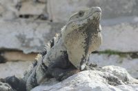 Mayastätte Tulum, Leguan &ndash; &copy; Frank Nimschowski (Eberhardt TRAVEL)