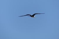 Fregattvogel &ndash; &copy; Frank Nimschowski (Eberhardt TRAVEL)