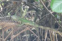 Leguan &ndash; &copy; Frank Nimschowski (Eberhardt TRAVEL)