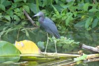 Blaureiher &ndash; &copy; Frank Nimschowski (Eberhardt TRAVEL)
