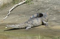 Krokodil &ndash; &copy; Frank Nimschowski (Eberhardt TRAVEL)