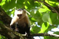 Kapuzineraffe &ndash; &copy; Frank Nimschowski (Eberhardt TRAVEL)