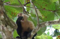 Kapuzineraffe &ndash; &copy; Frank Nimschowski (Eberhardt TRAVEL)