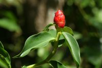 im Cahuita NP &ndash; &copy; Frank Nimschowski (Eberhardt TRAVEL)