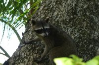 Waschbär &ndash; &copy; Frank Nimschowski (Eberhardt TRAVEL)