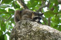Waschbär