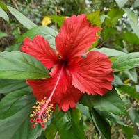 Kreuzfahrt Karibik - Hibiskusblüte in voller Pracht &ndash; &copy; Franziska Bergmann (Eberhardt TRAVEL)