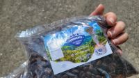 Kreuzfahrt Karibik - Echter Blue Mountains Kaffee in Jamaika &ndash; &copy; Franziska Bergmann (Eberhardt TRAVEL)