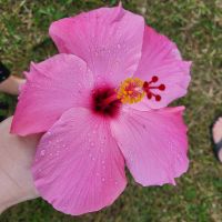 Kreuzfahrt Karibik - Hibiskus im tropischen Garten in Jamaika &ndash; &copy; Franziska Bergmann (Eberhardt TRAVEL)
